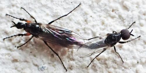 Réf. 321 529 : Dilophus antipedalis
